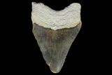 Fossil Megalodon Tooth - Bone Valley, Florida #145115-1